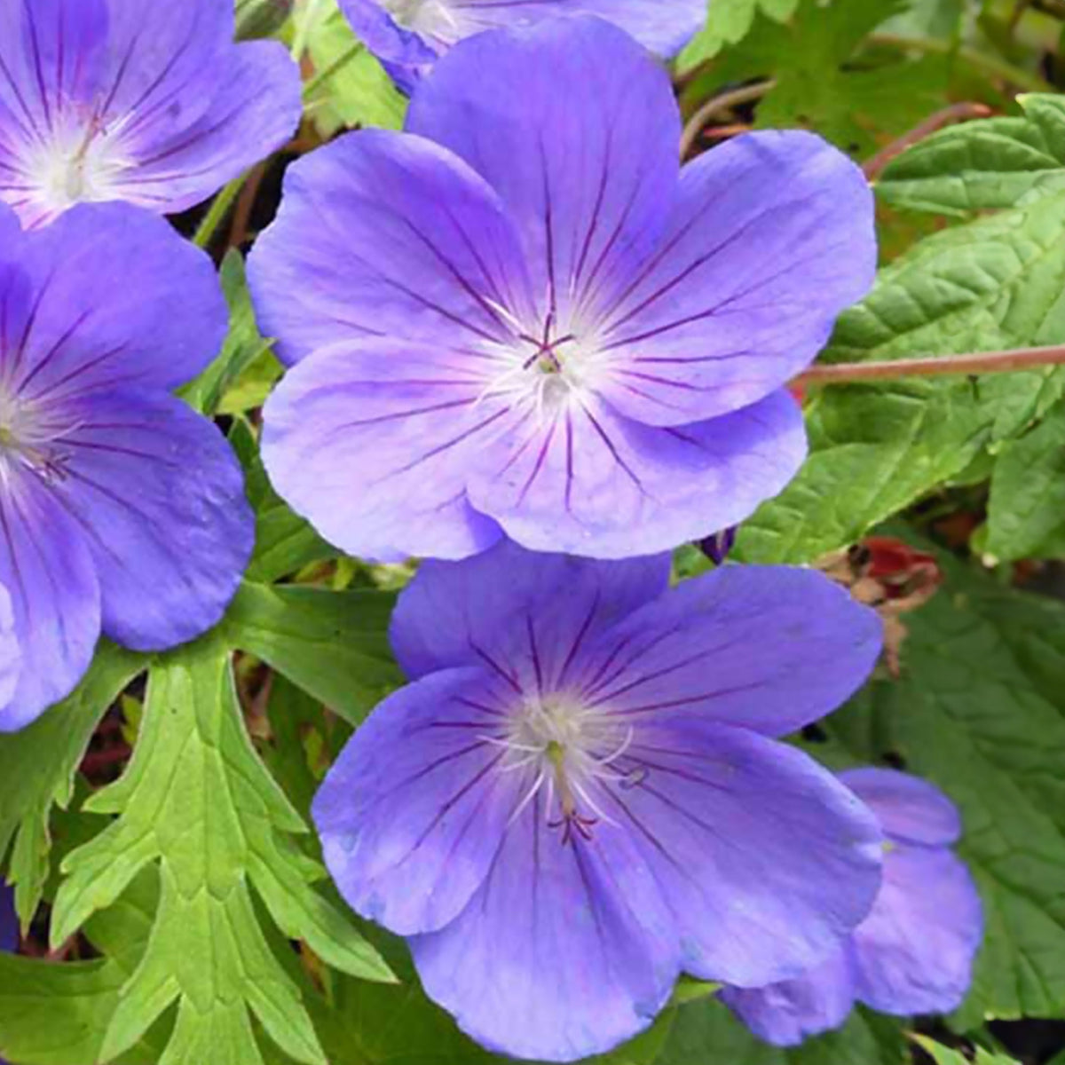 Geranium robertianum - Herbe à Robert