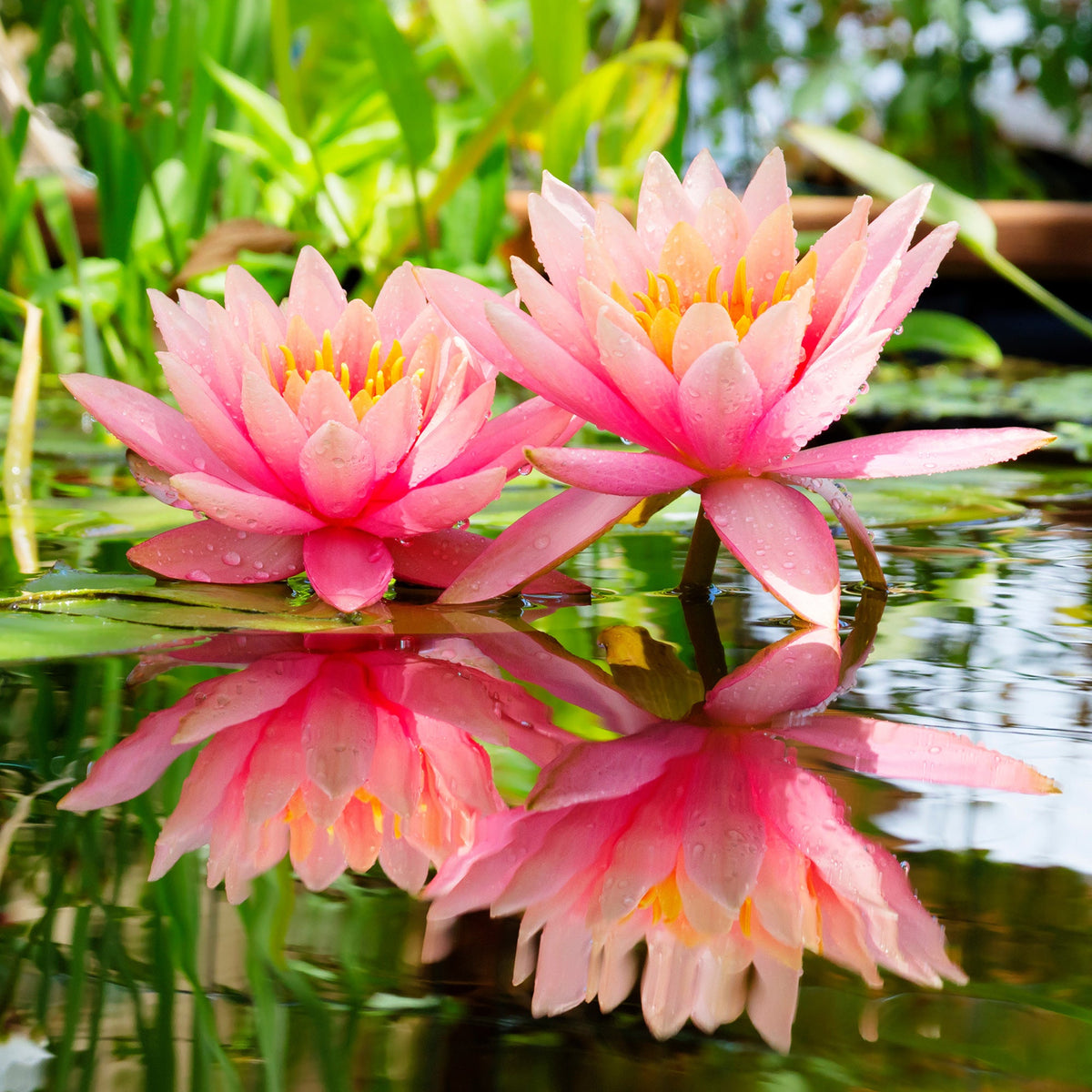 Plantes de bassin