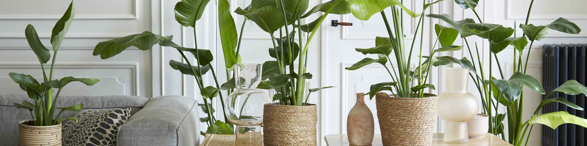 Strelitzia