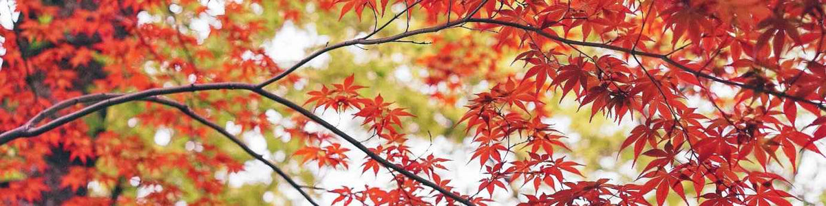 Arbres et haies