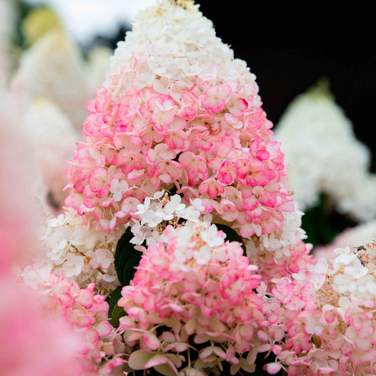 Hydrangea arborescens - Hortensia arborescent