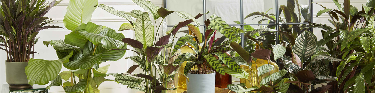 Calathea orbifolia - Calathea orbifoliée