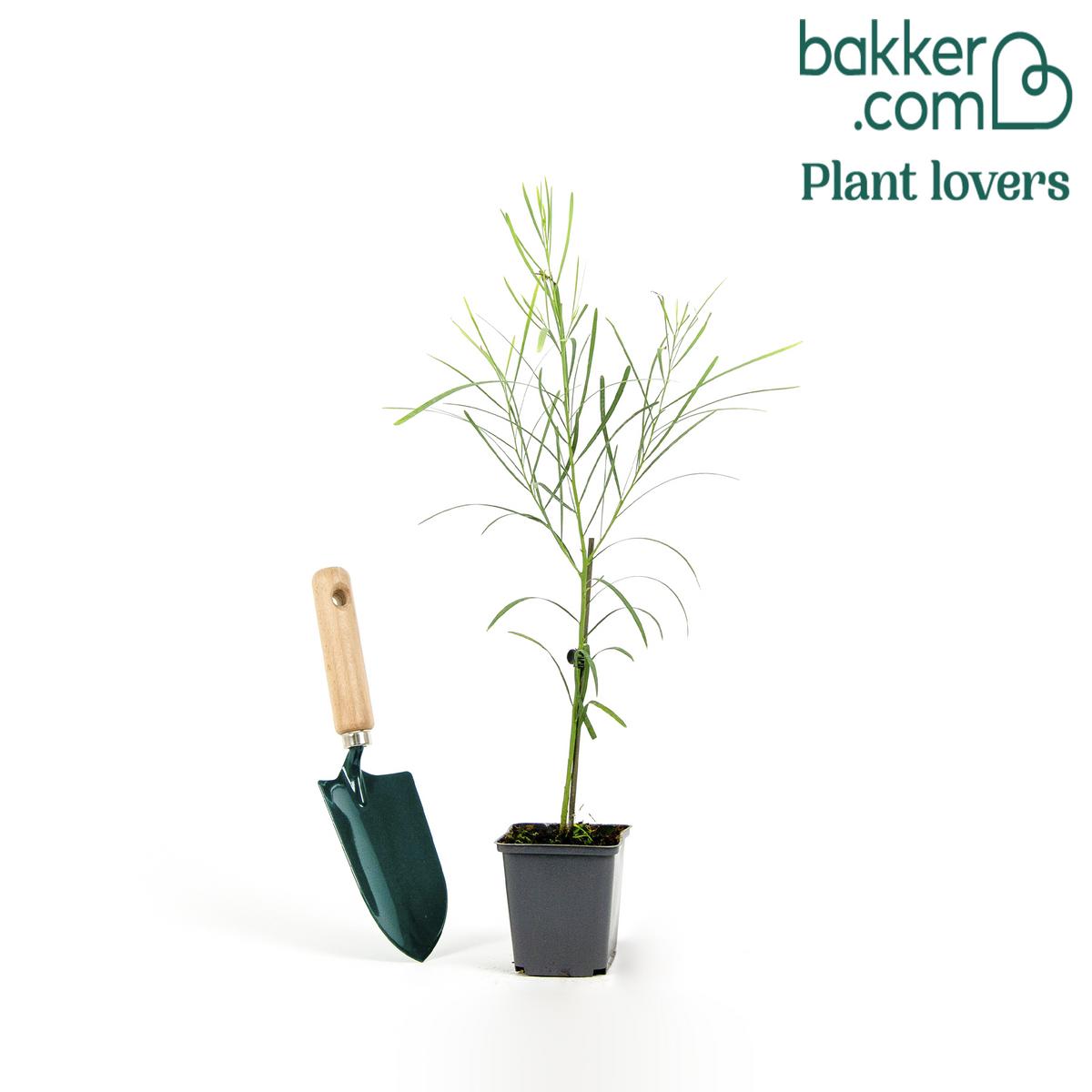 Bakker - Mimosa des 4 saisons - Acacia retinodes