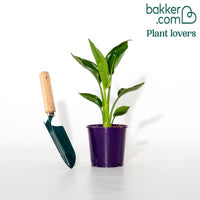 Oiseau du paradis nain