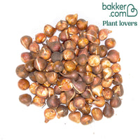 Tulipes à longues tiges en mélange