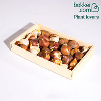 Tulipes à longues tiges en mélange