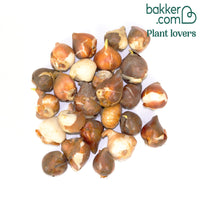 25 Tulipes à fleurs de lis en mélange