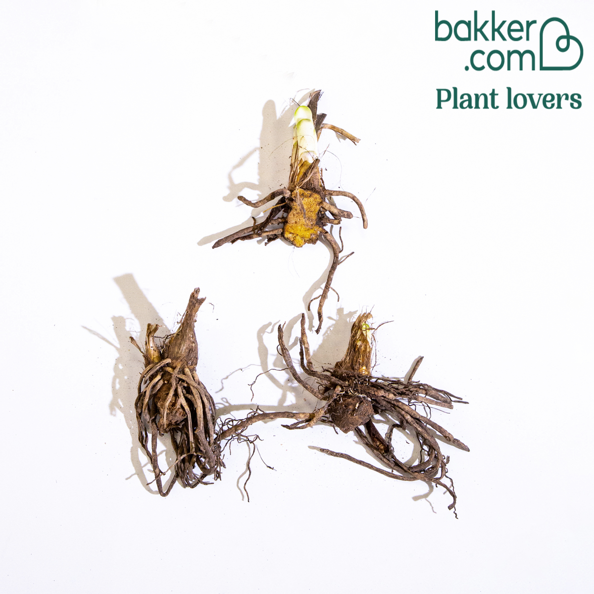 Bakker - 3 Agapanthes bleues - Agapanthus umbellatus - Plantes vivaces