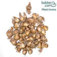 Narcisse à fleurs doubles en mélange