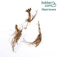 3 Phlox paniculé rose vif