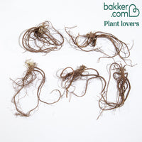 Bakker - 5 Saponaires ocymoides - Saponaria ocymoïdes