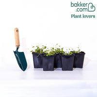 Campanule des murets