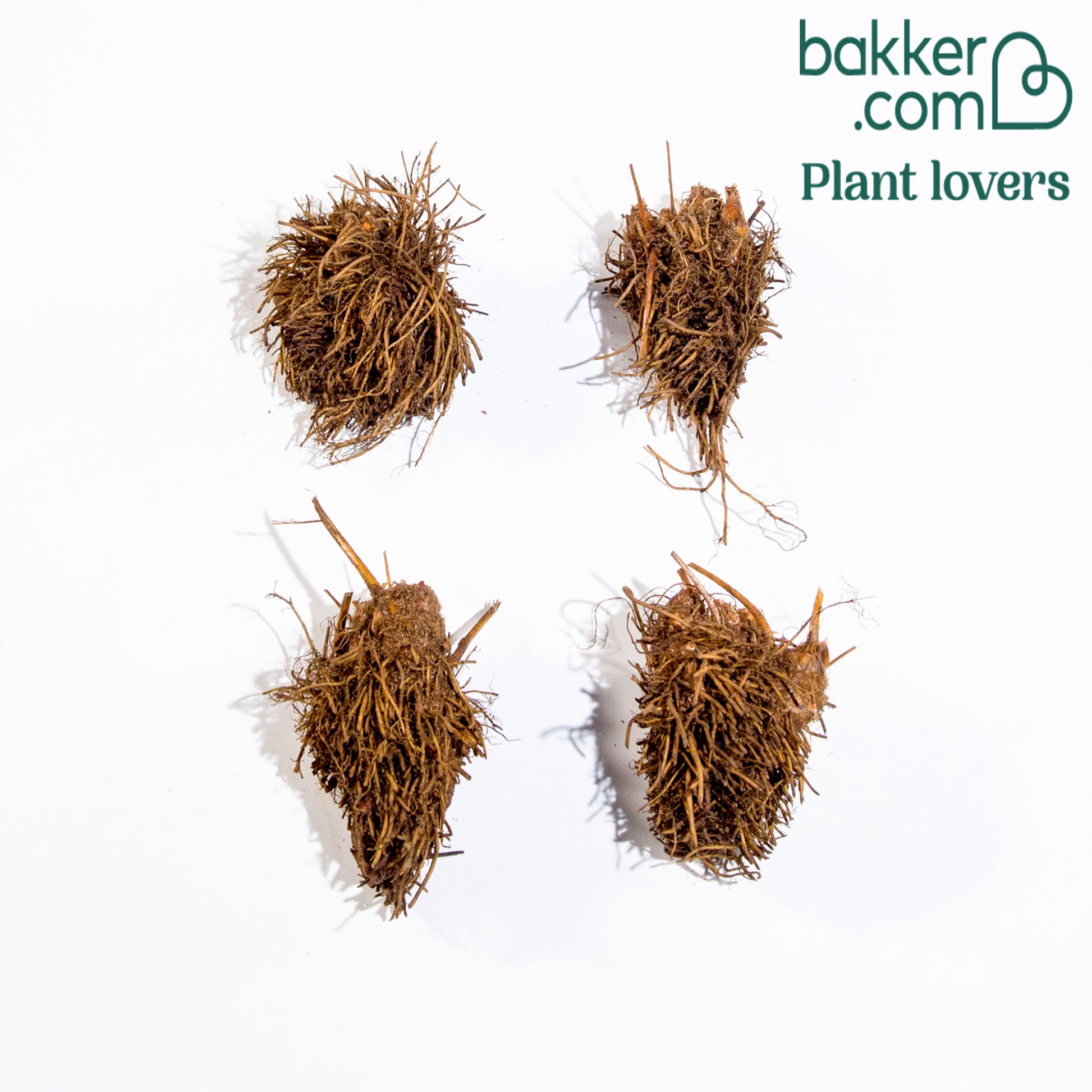 Astilbe - 4 Astilbes en mélange - Astilbe