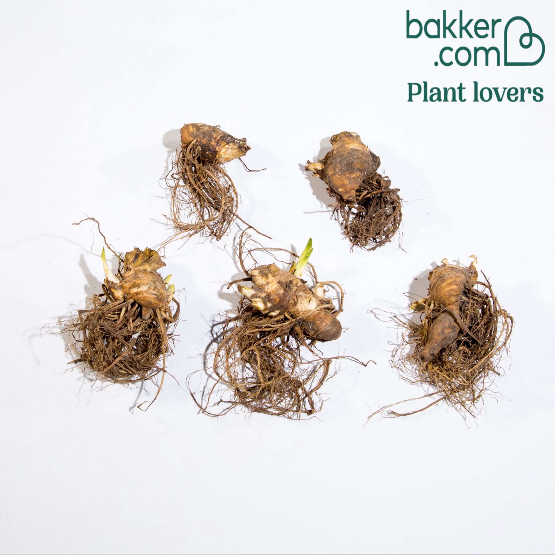Bakker - 5 Iris de jardin en mélange - Iris germanica - Plantes vivaces