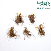 5 Phlox paniculata en mélange