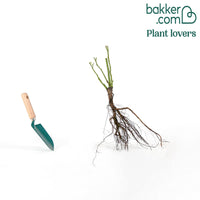 Rosier buisson Doris Tysterman