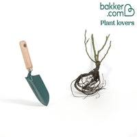 Rosier buisson Nostalgie ®