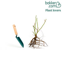 Rosier à fleurs groupées 'Leonard de Vinci'