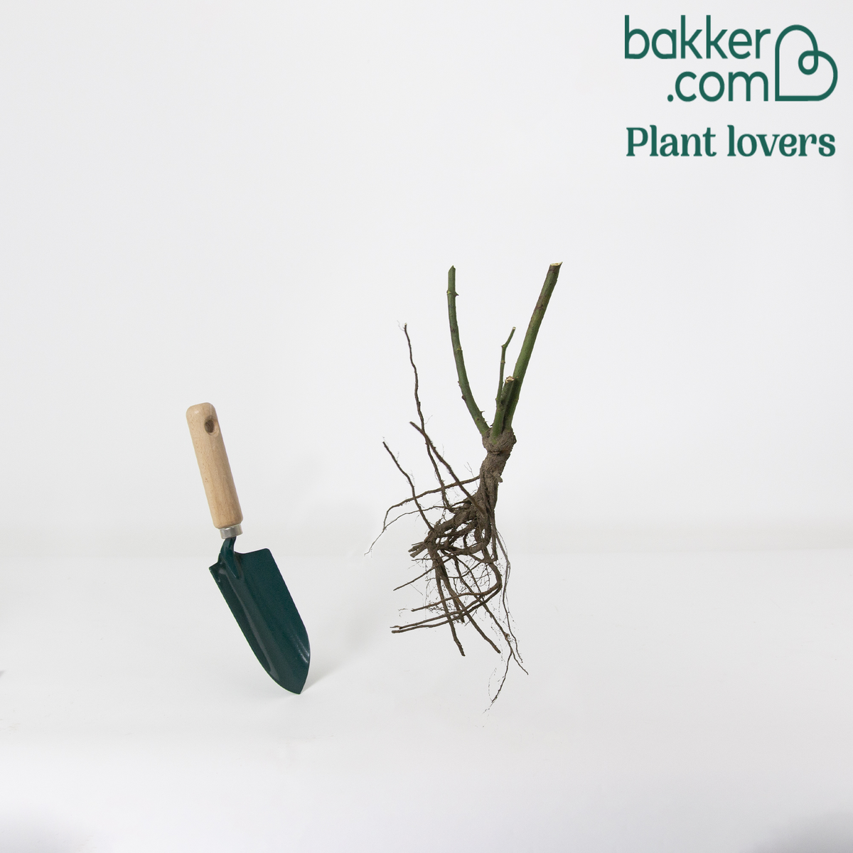 Bakker - Rosier buisson rouge vif - Rosa