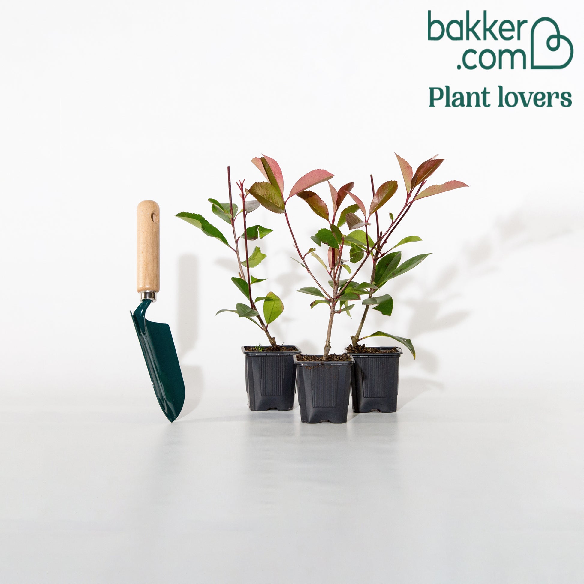 Bakker - Haie de 3 Photinias Red Robin - Photinia fraseri Red Robin
