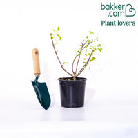 Hydrangea paniculata Diamant Rouge® 'rendia'