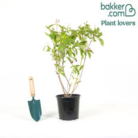 Weigelia Bristol Ruby