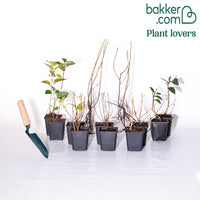 Collection Haie fleuries et parfumées - 12 arbustes