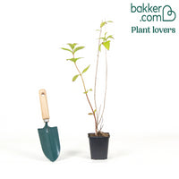 Weigelia Bristol Ruby