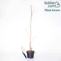 Cerisier du Japon 'Amanogawa'