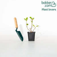 Forsythia Spectabilis