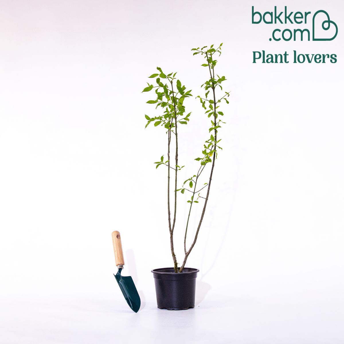 Bakker - Fusain d'Europe - Euonymus europaeus