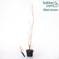 Cerisier du Japon 'Amanogawa'