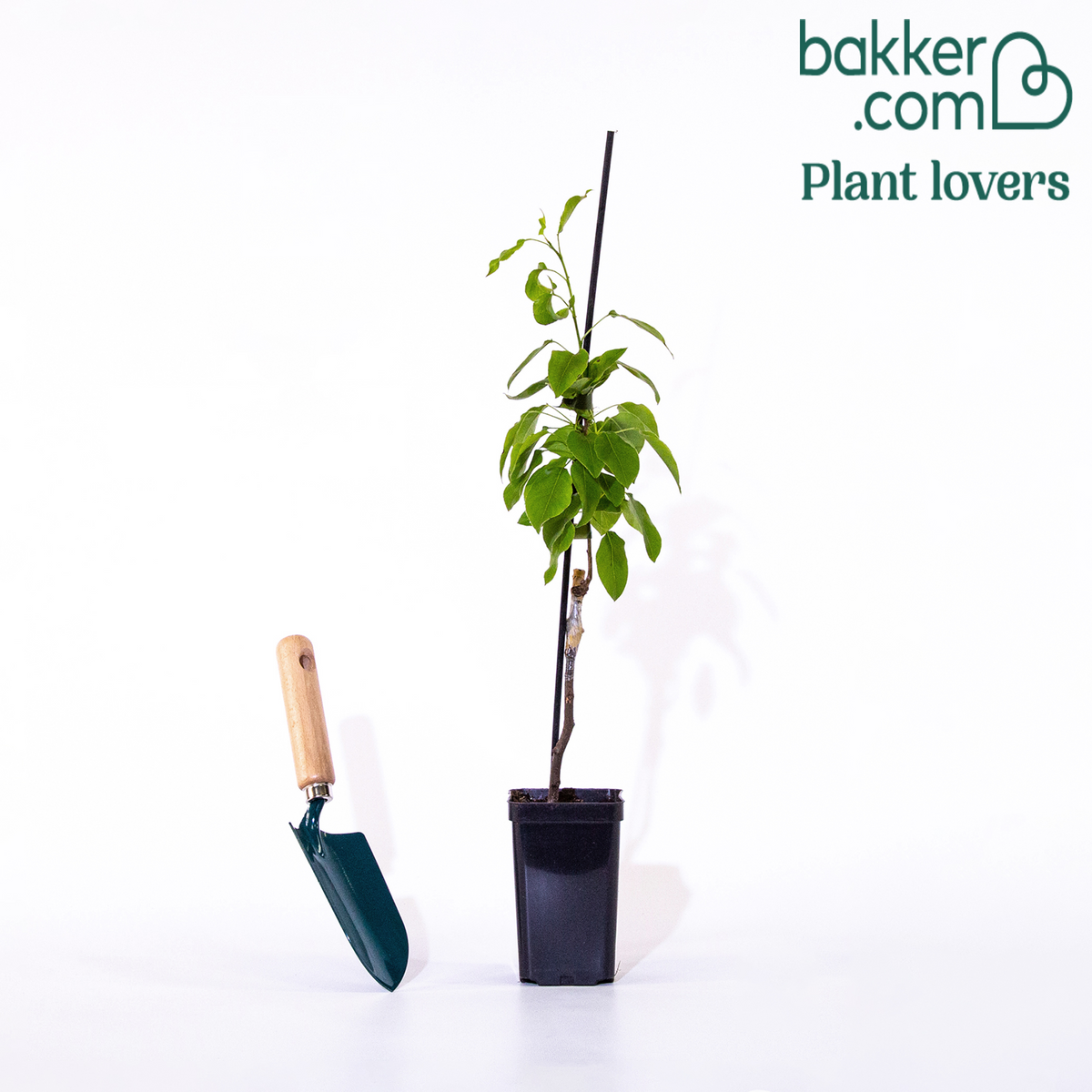 Bakker - Poirier nain 'Conférence' - Pyrus communis conférence