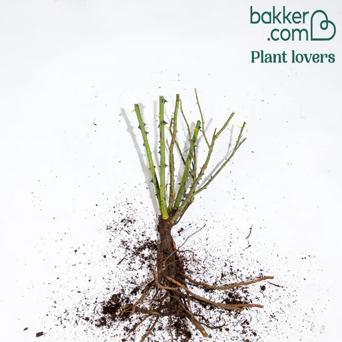 Bakker - Rosier grimpant Golden Gate ® Korgolgat - Rosa Golden Gate ® Korgolgat - Rosiers grimpants