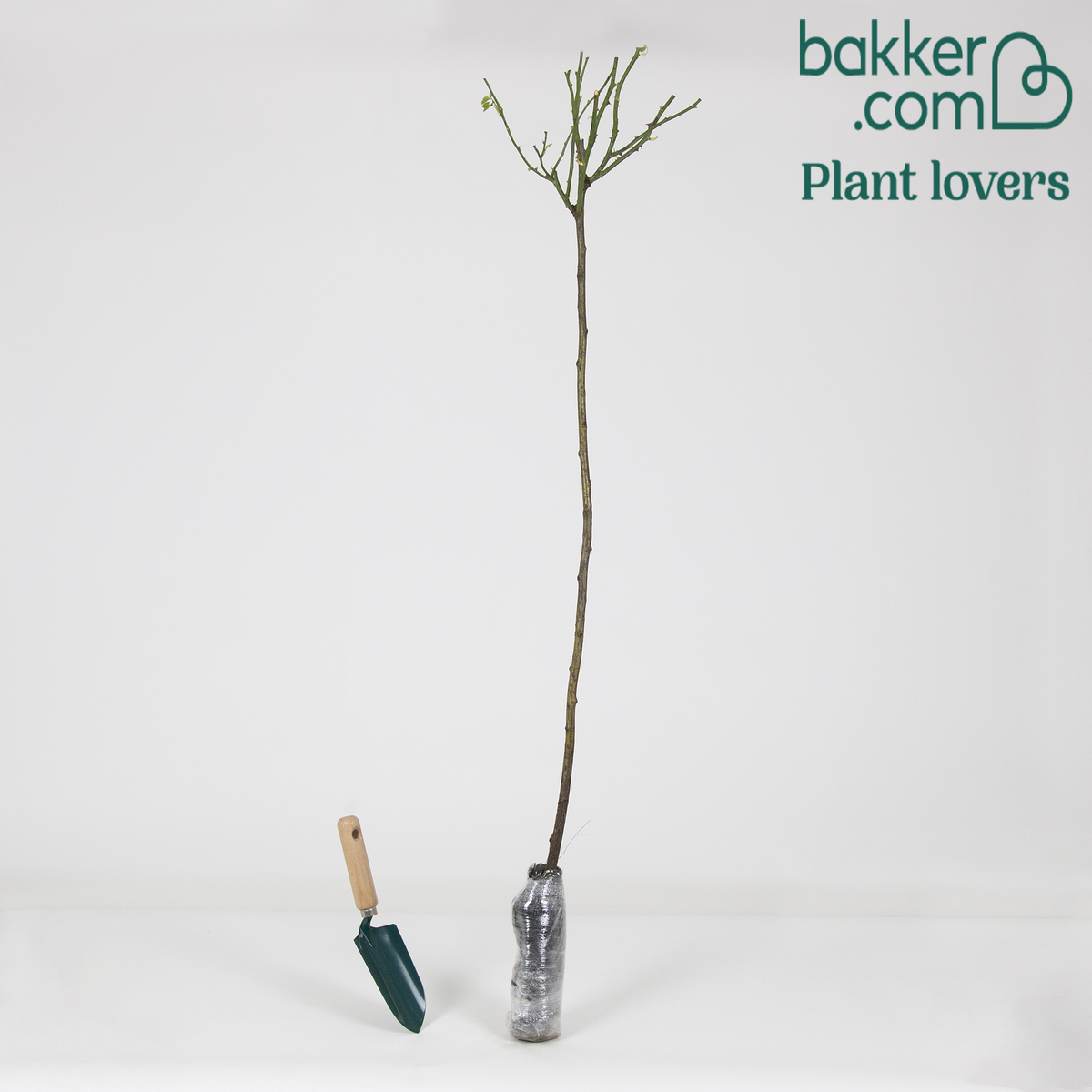 Bakker - Rosier sur tige Ramona - Rosa ramona
