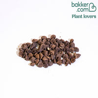 Bakker - Anémone de Caen en mélange - Anemone coronaria de caen