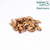 25 Freesias à fleurs simples en mélange