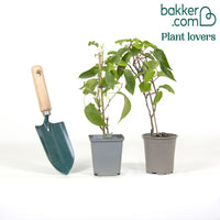 Couples de Kiwis rouges Weiki ® mâles et femelles