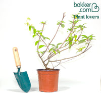 Hortensia paniculé Dentelle de Gorron ®