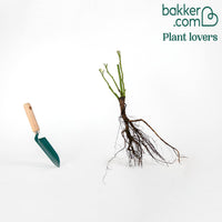 Rosier buisson Candy stripe