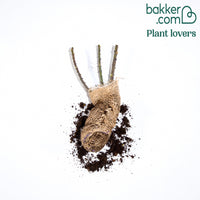 Rosier buisson Barkarole