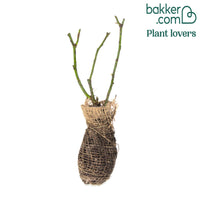 Rosier buisson Double Delight