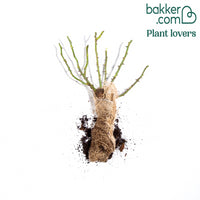 Rosier à fleurs groupées 'Leonard de Vinci'