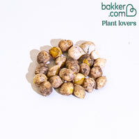 25 Alliums décoratifs en mélange