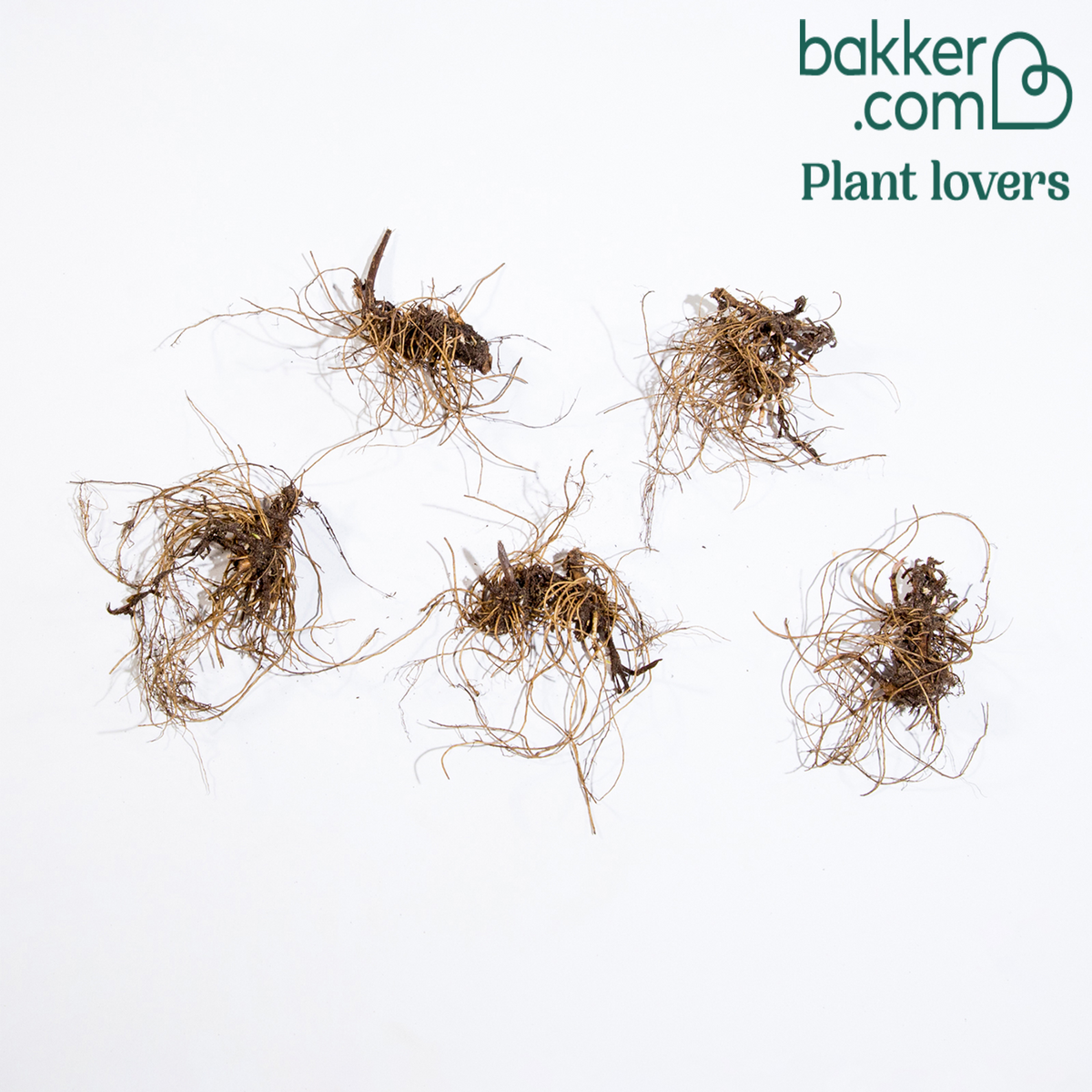 Bakker - 5 Solidago - Verge d'or - Solidago luteus