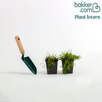 Bakker - 2 Sedum acre - Poivre des murailles - Sedum acre