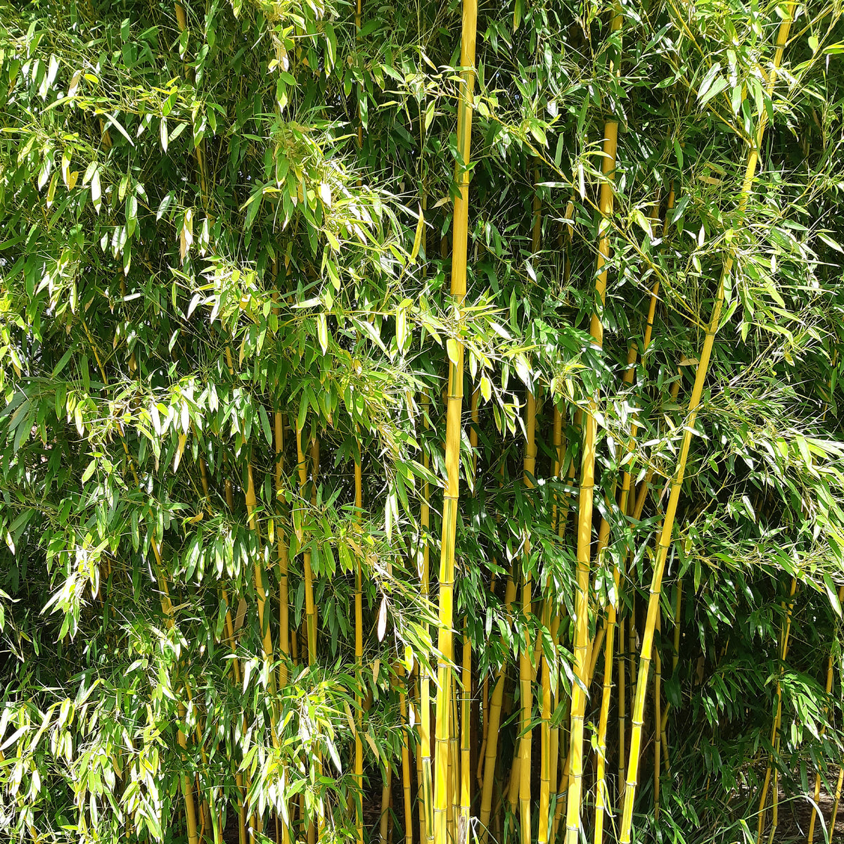 Bambou - Bambou traçant panaché - Phyllostachys aureosulcata spectabilis