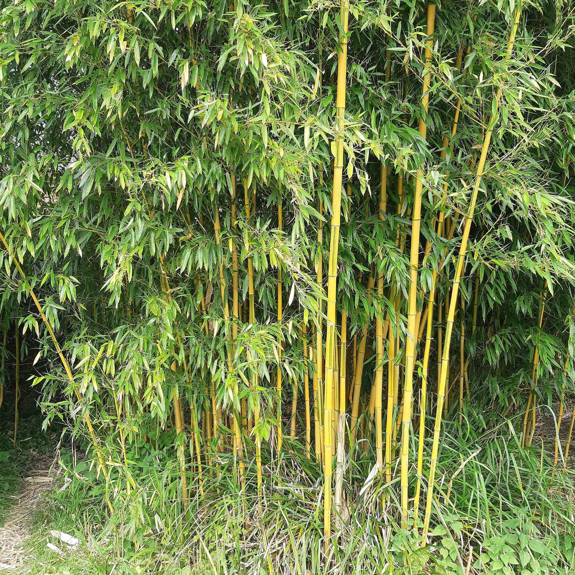 Bambou panaché - Bakker.com | France