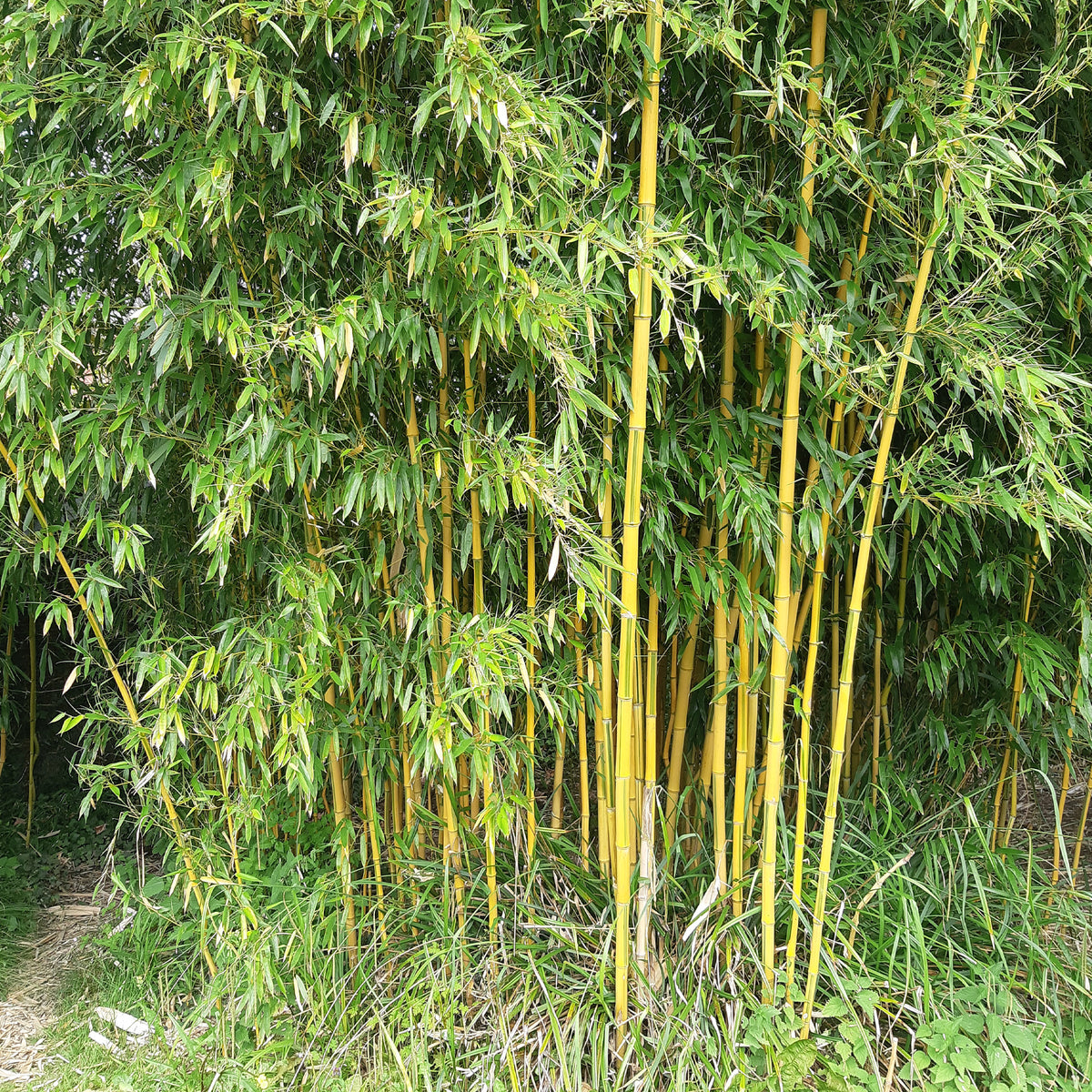 Bambou traçant panaché - Bakker