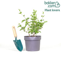 Lilas nain de Corée 'Pink Parfume'